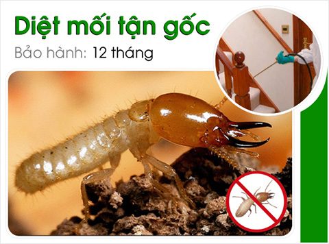 Diệt mối tận gốc