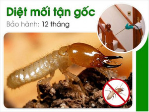 Dịch vụ diệt mối tận gốc tại Thanh Hóa